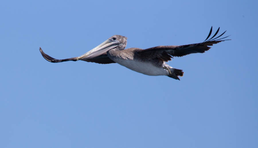 Monterey Bay Brown Pelican