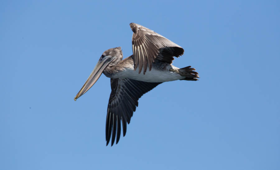 Monterey Bay Brown Pelican